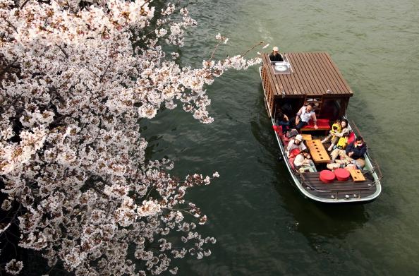 The riverbanks of Japan blush pink with cherry blossoms in the spring. (Buddhika Weerasinghe/Getty Images)